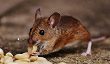 24 Hour & Emergency Exterminators in Mtn Lk Park, MD